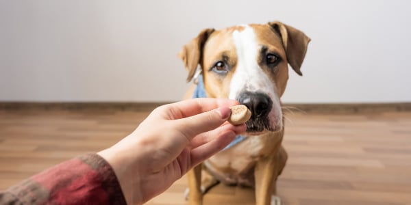 Vet recommended best sale dog treats